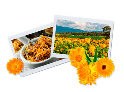 calendula benefits