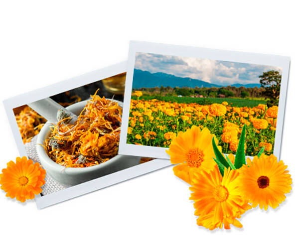 calendula in skin care